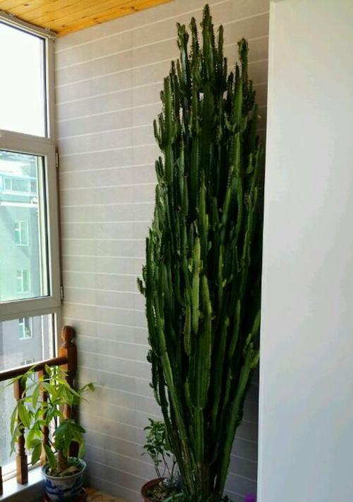 龙骨植物旺盛生长的秘诀是什么？如何解决龙骨生长缓慢的问题？