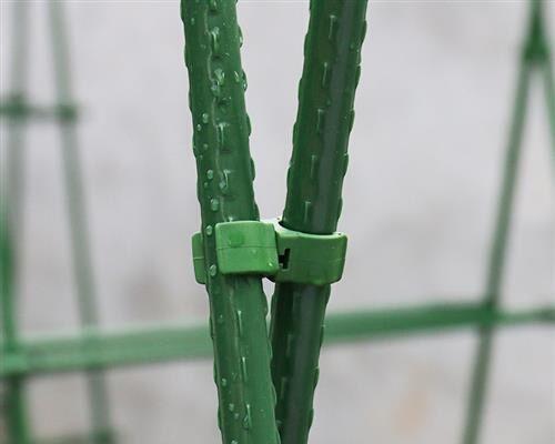 西瓜主要分布在哪里？哪些地区是西瓜的主要生长地？