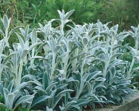 水棉属于什么植物类别？水棉的分类和特性有哪些？