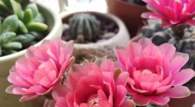 仙人球什么时候催花效果最佳？如何正确进行催花操作？