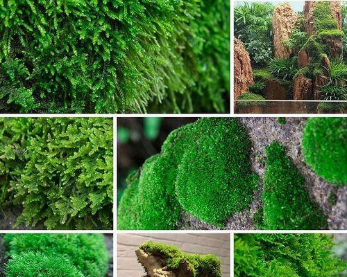 苔藓土可以直接种花吗？使用苔藓土种植花卉的正确方法是什么？