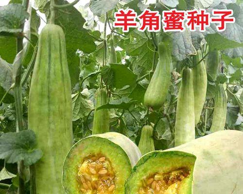 酥瓜什么时候成熟上市？如何判断最佳采摘时间？