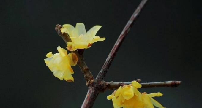 腊梅花的寓意与象征意义（传递着坚韧与希望的腊梅花）
