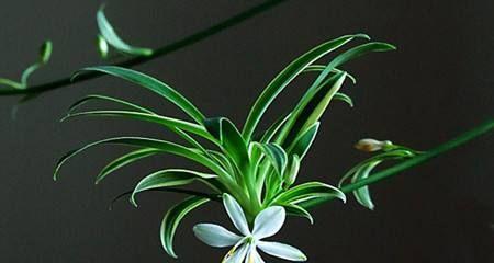 银边吊兰的花语与美丽传说（倾听银边吊兰的心语）