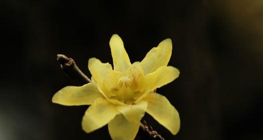 腊梅花语的含义与传承（传统花语与现代诠释）