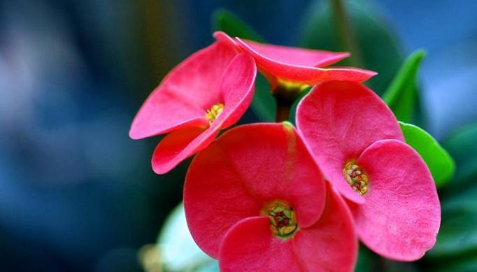 铁海棠（探究铁海棠的花语和象征意义）