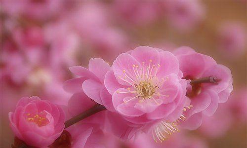 桃花花语（桃花花语的深刻含义与传说）