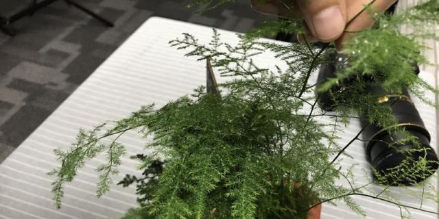 文竹开花多的秘诀是什么？如何正确养护文竹？