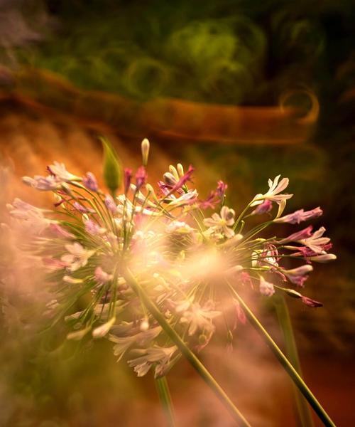 聆听的花语-以桃花为主题的文章（桃花的美丽与聆听的力量）