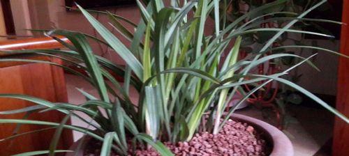 火山石适合种植兰花吗？使用火山石种植兰花的正确方法是什么？