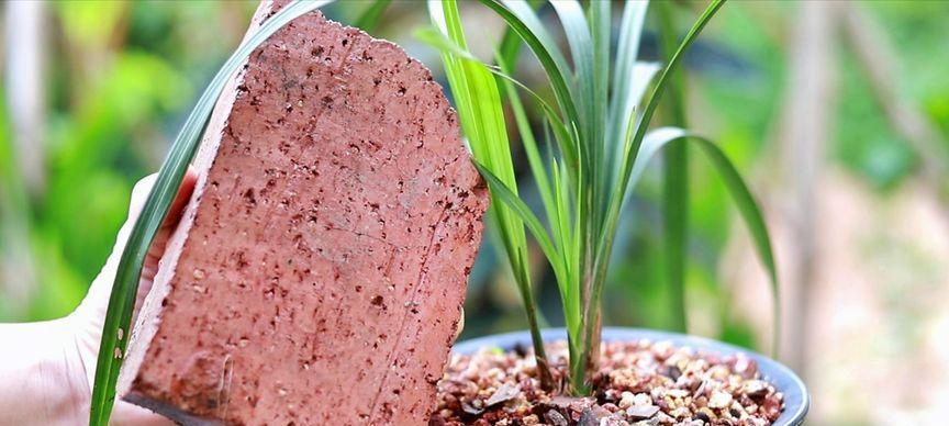 火山石适合种植兰花吗？使用火山石种植兰花的正确方法是什么？