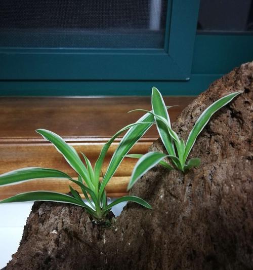 火山石适合种植兰花吗？使用火山石种植兰花的正确方法是什么？