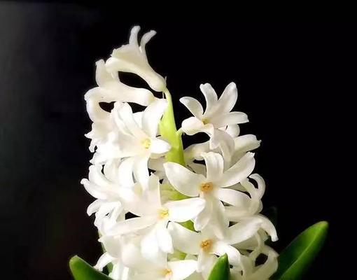 风信子的花语（揭开风信子的秘密）