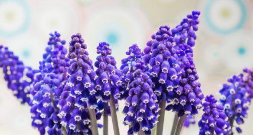 风信子的花语（揭开风信子的秘密）