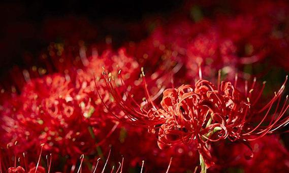 曼珠沙华花语之美（探索曼珠沙华花语的深意）