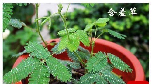 含羞草的根系类型是什么？含羞草根系有何特点？