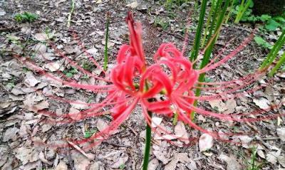 曼珠沙华花语之美（探索曼珠沙华花语的深意）