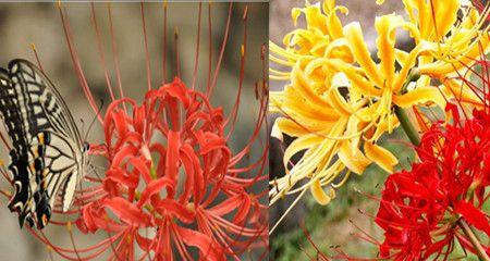 曼珠沙华花语之美（探索曼珠沙华花语的深意）