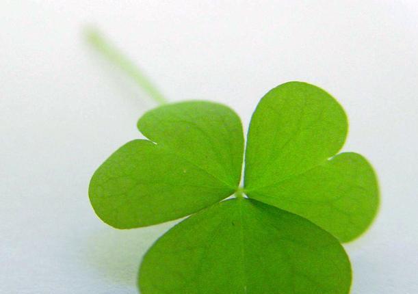 四叶草的花语与寓意（揭秘四叶草的幸运之谜）