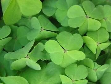 四叶草的花语与寓意（揭秘四叶草的幸运之谜）