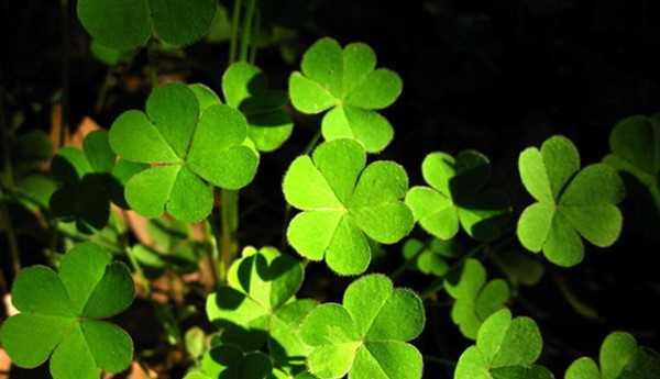 四叶草的花语与寓意（揭秘四叶草的幸运之谜）