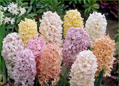 风信子有哪些颜色?不同品种风信子颜色特点是什么? 风信子有哪些颜色?不同品种风信子颜色特点是什么?