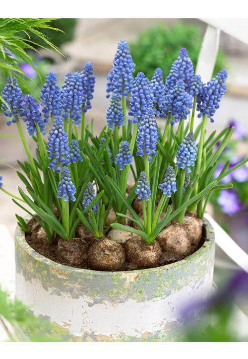 风信子有哪些颜色?不同品种风信子颜色特点是什么? 风信子有哪些颜色?不同品种风信子颜色特点是什么?