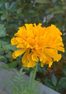 万寿菊的花语和传说故事（探寻万寿菊花语的神奇寓意）