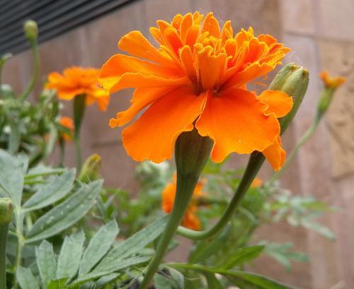 万寿菊的花语和传说故事（探寻万寿菊花语的神奇寓意）