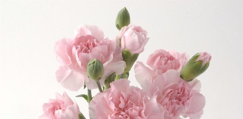 康乃馨的象征与意义——爱与坚强(用康乃馨传达的力量和情感) 康乃馨的象征与意义——爱与坚强(用康乃馨传达的力量和情感)