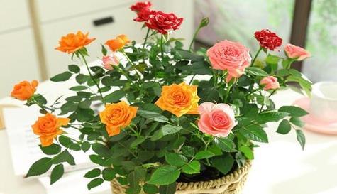 绿色玫瑰花语与其寓意（生命与新的开始）