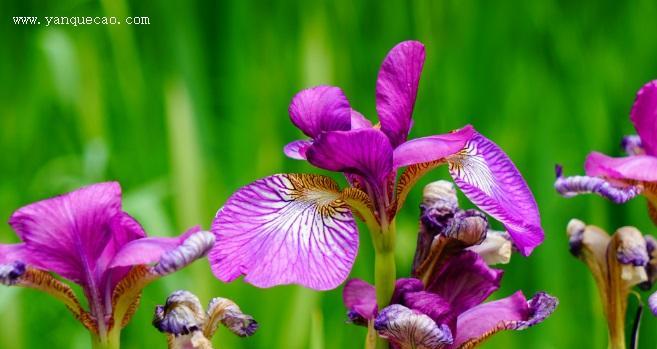鸢尾花的花语与寓意（探寻鸢尾花的神秘象征意义）