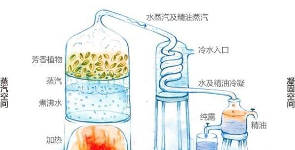 长寿花浇水方法是什么？多久浇一次水合适？