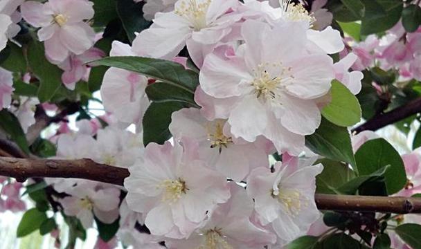 以西府海棠花语为主题的美丽寓意（传递爱与坚强的海棠花语）