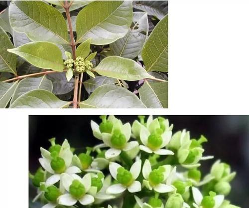 吴茱萸的最佳采摘时间是什么时候？采摘后如何保存？