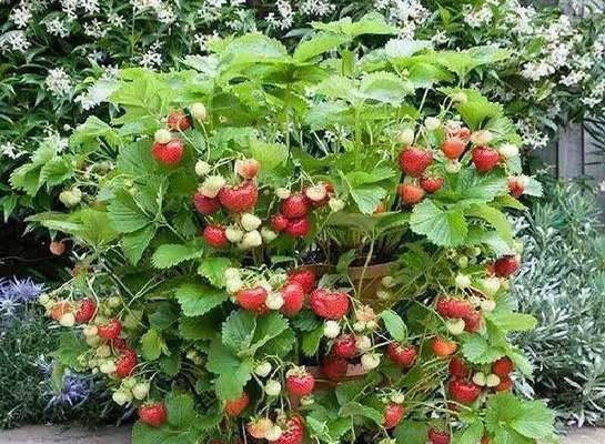 草莓水培和土培哪种更优？选择时需考虑哪些因素？