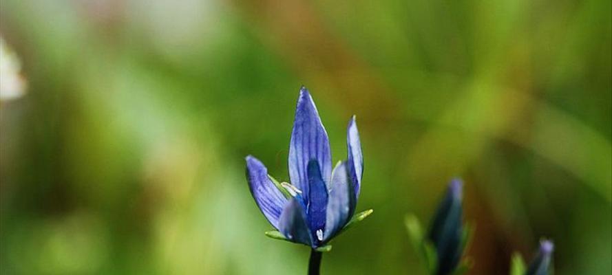 父爱如花（以菊花为象征的父亲的花语）
