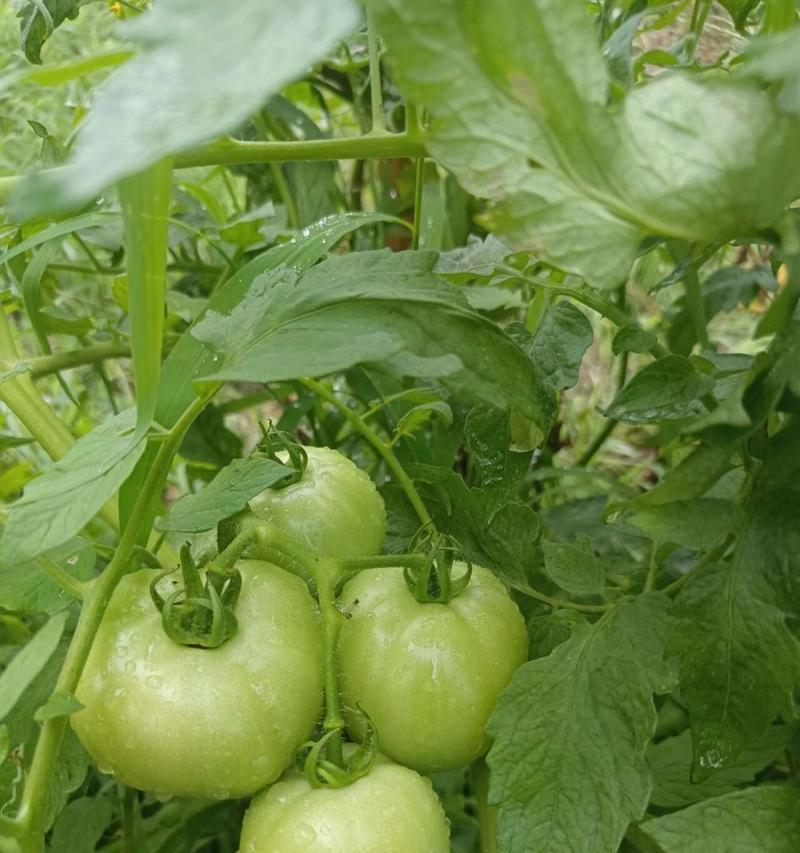 西红柿是多年生还是年生植物？了解西红柿生命周期的真相！