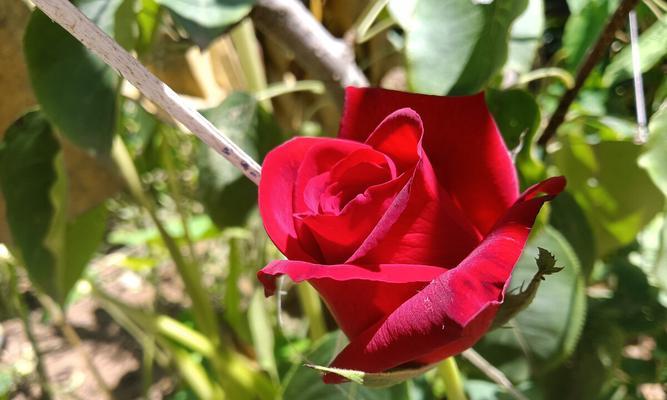 玫瑰冬天落叶吗？如何正确养护以避免落叶？