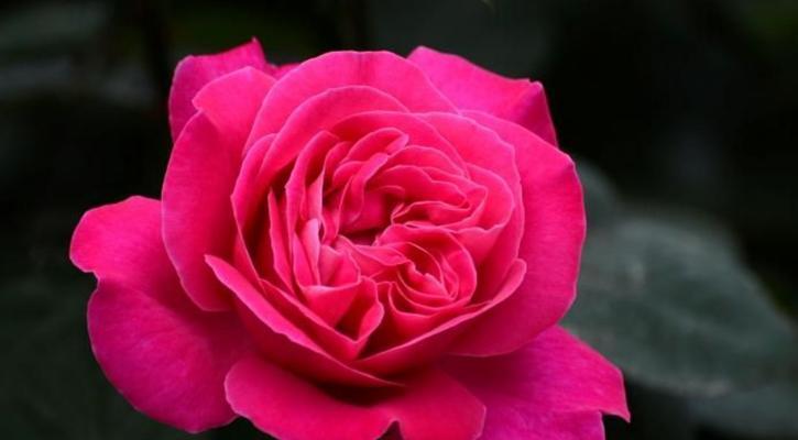 粉色月季花语（探索月季花的浪漫意涵与传承）