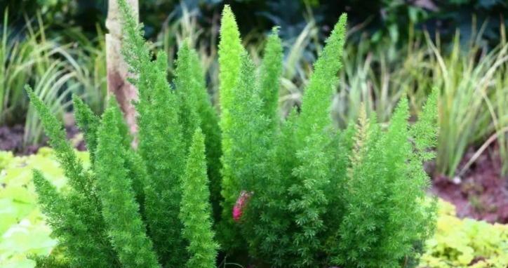 天门冬开花需要养几年？如何促进开花？