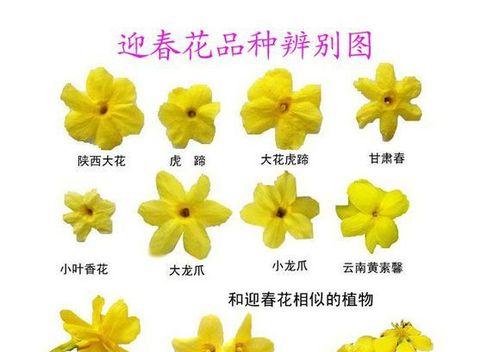 牡丹叶子发蔫了怎么办？如何有效补救？