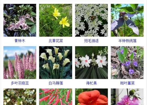 斑马耐心月季的优缺点是什么？购买前需要了解哪些信息？