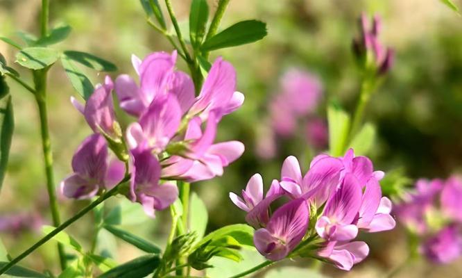 苜蓿花的花语（探寻苜蓿花的花语）