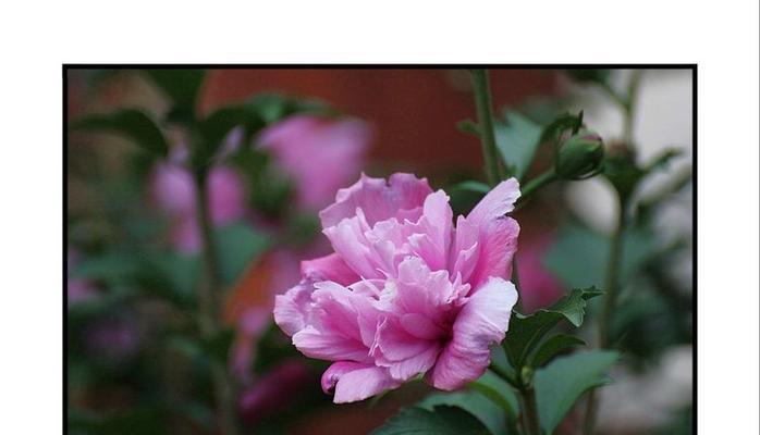 木槿花的象征意义（探究木槿花的文化象征及美学价值）