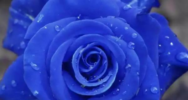 探寻蓝玫瑰花语的奥秘（蓝玫瑰花语的象征意义和深层内涵）