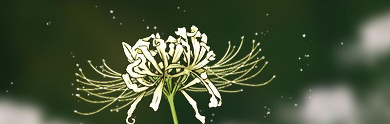 曼陀罗华的寓意与象征（探寻曼陀罗华的文化内涵及艺术意义）