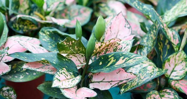 万年青开花预兆福气连连（揭示万年青开花预示的祥瑞之兆）