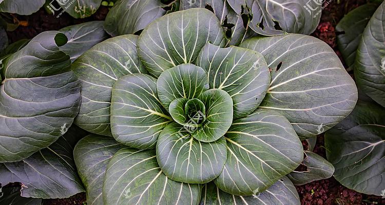 白菜属于什么植物类型？白菜的分类和特性是什么？