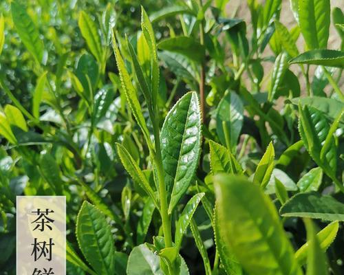 猴魁什么时候采摘最佳？收获季节有哪些特点？